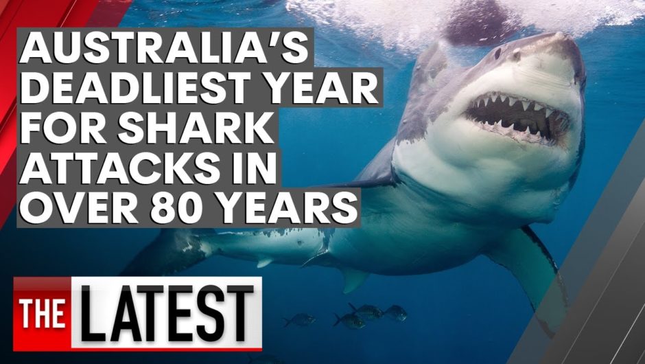 Australia's deadliest year for shark attacks in over 80 years | 7NEWS