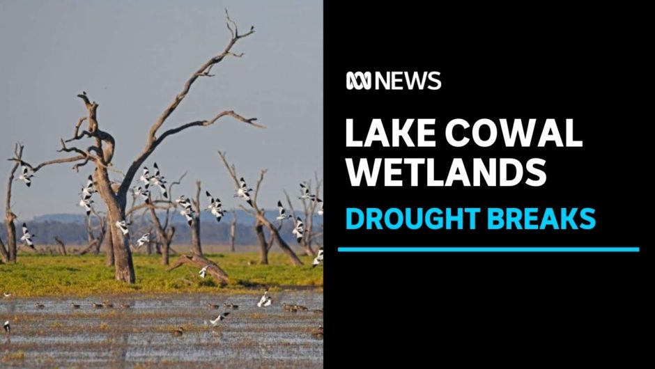 Thousands of waterbirds return to Lake Cowal wetlands after drought breaks | ABC News
