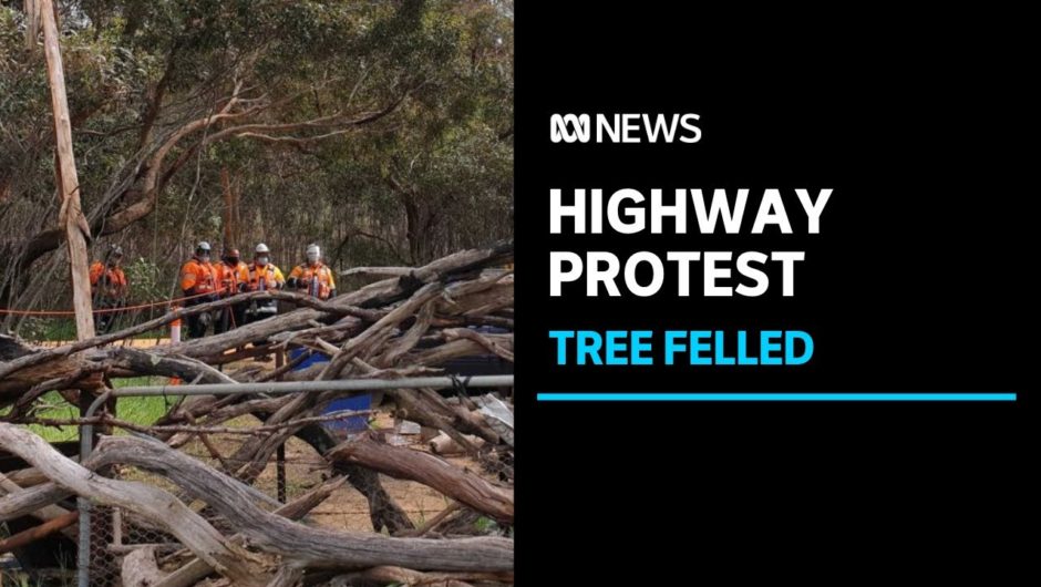 50 arrests as emotions run high over felling of 'sacred' tree to make way for highway | ABC News