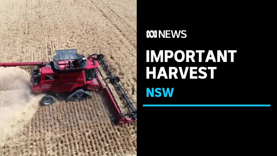 NSW farmers begin their first harvest since the drought ended  | ABC News