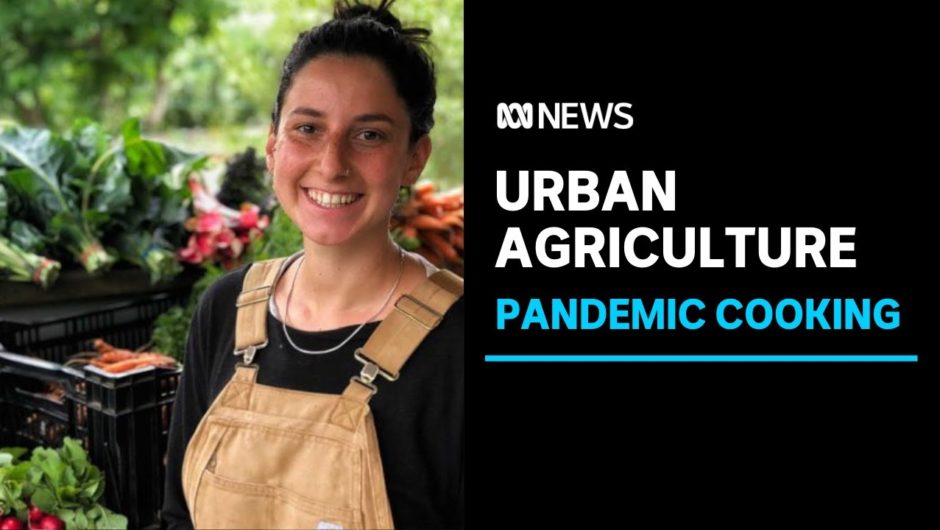 City farming on rise as COVID-19 makes people rethink how they source their food | ABC News