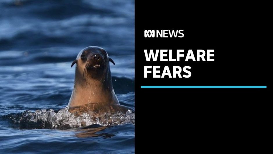 Documents show Tasmanian department gave salmon giant permit to keep seals in fish pens | ABC News