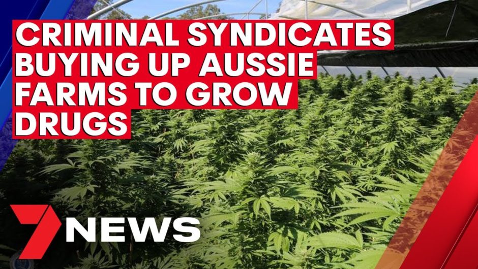 Criminal syndicates buying up Aussie farms to grow drugs | 7NEWS