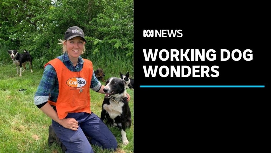 Women are hounding out the competition in the agricultural sport of sheep dog handling | ABC News
