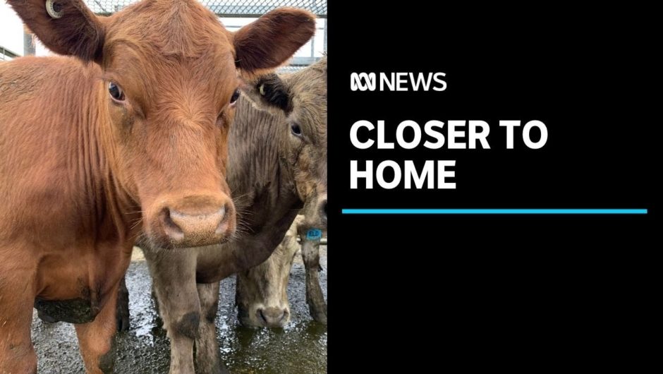 North-West cattle farmers welcome new livestock saleyards after series of shutdowns | ABC News