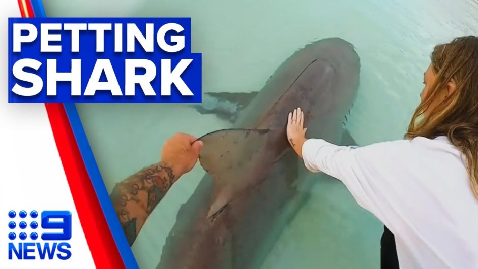 Couple pats monster shark after reeling it in | 9 News Australia