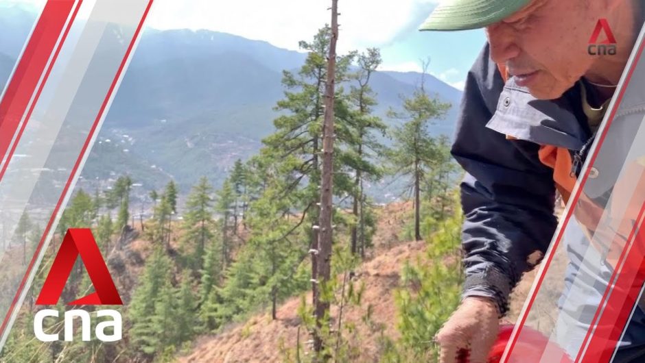 Bhutan’s tree warrior spreads life, sows more than 100,000 plants