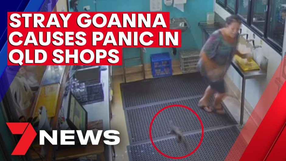 Stray goanna causes panic in Queensland shops | 7NEWS