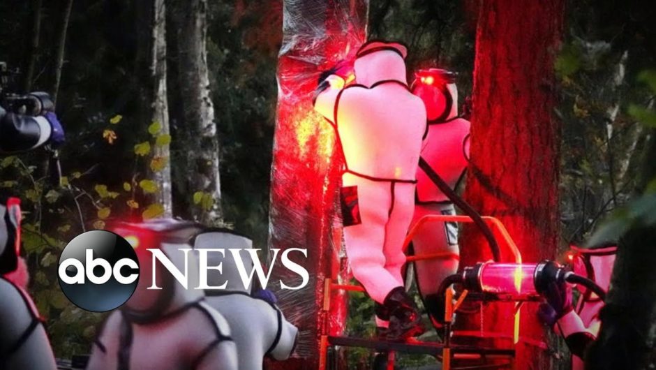 First known ‘murder hornet’ nest found in US