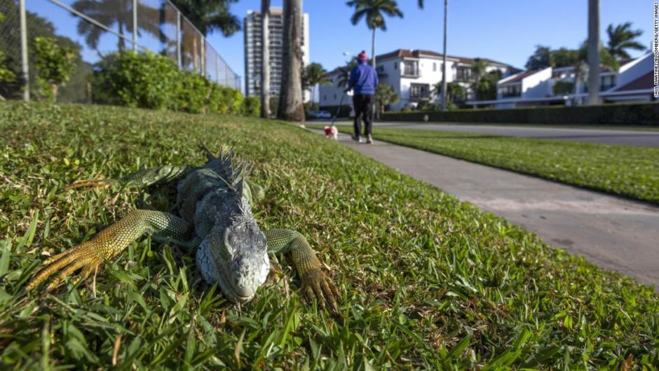 Florida’s falling lizards are getting used to cold winter temperatures