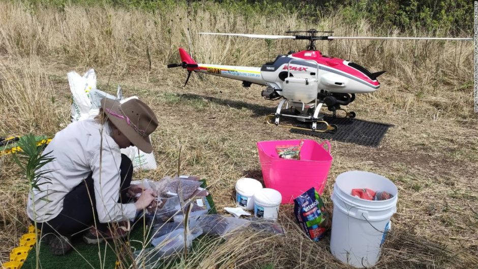 Drones to drop seeds to boost koala gum tree numbers