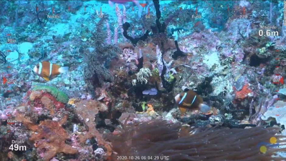 New coral reef in Australia: An underwater tour – CNN Video