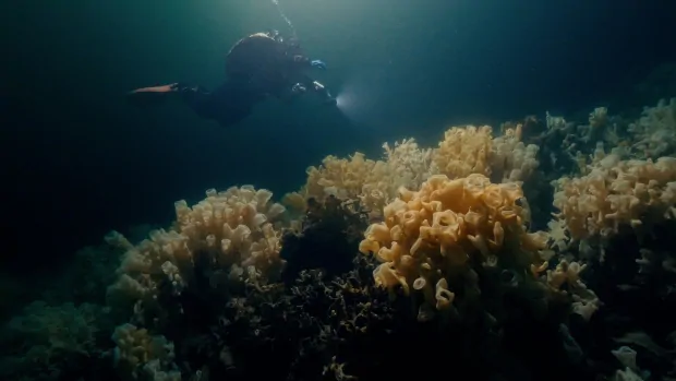 ‘Otherworldly’ glass sponge reefs off B.C. featured in new documentary