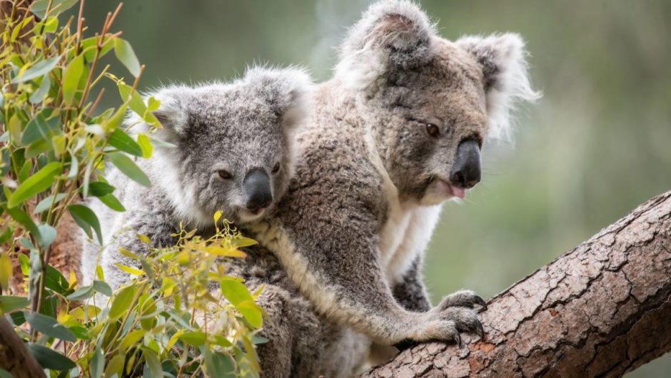 ‘We wanted a memorable name’: Koala joey at National Zoo and Aquarium named Namadgi | The Canberra Times