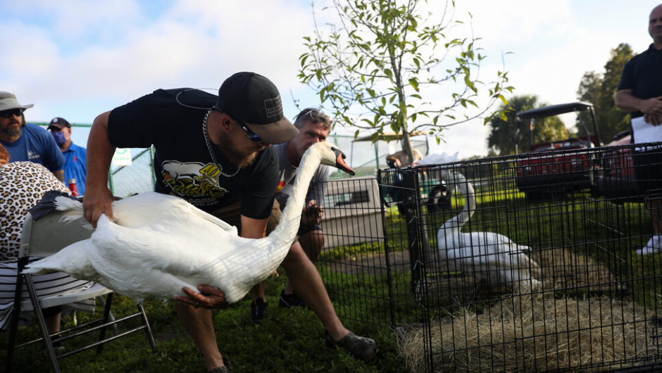 Florida City’s Beloved Swans Find New Homes