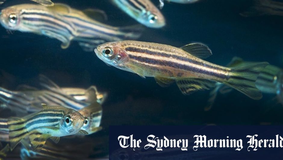 Researchers go fishing to find cause of sound sensitivity in autism