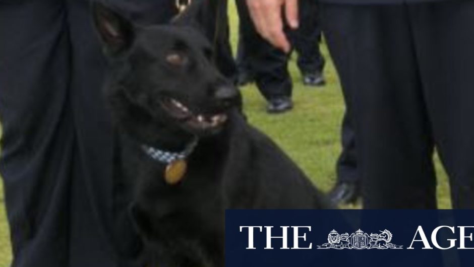 Queensland police dog Bravo missing in Logan