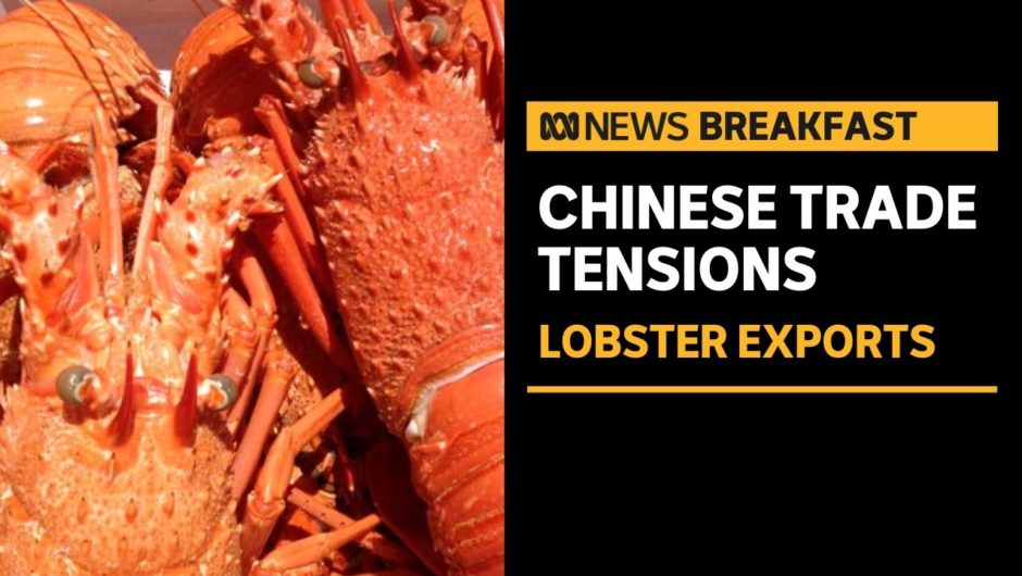 Tonnes of Australian lobsters stuck in Chinese airports amid trade tensions | ABC News