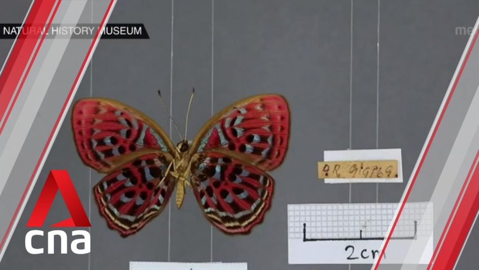 Lee Kong Chian Natural History Museum creates virtual catalogue of butterflies