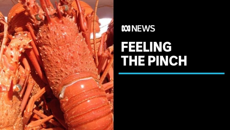 Trade trouble with China comes two weeks out from Tasmania's rock lobster season | ABC News