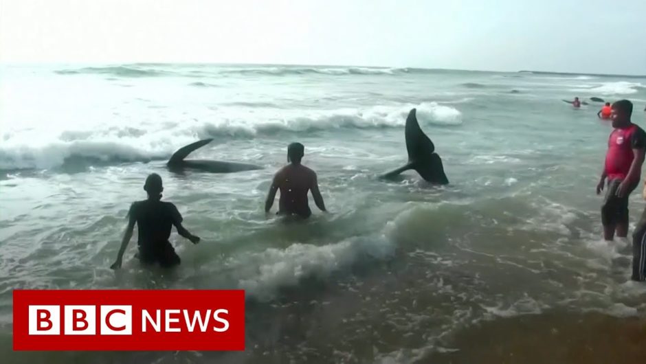 Rescuers rush to save beached pilot whales – BBC News
