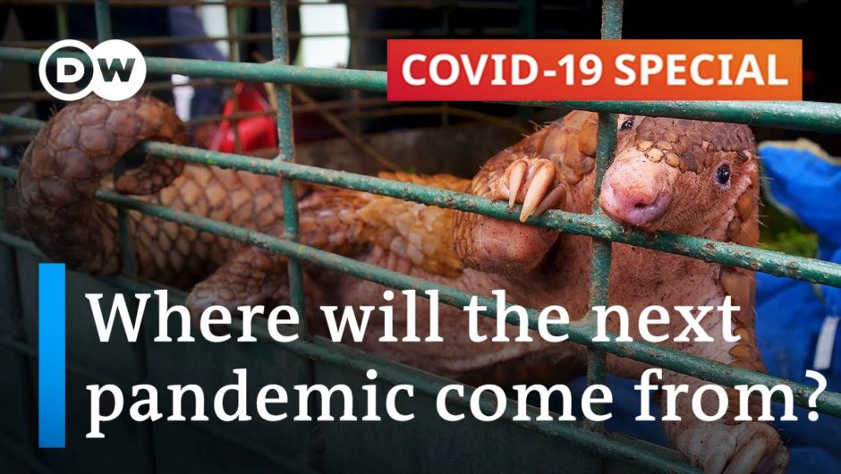 Zoonatic diseases: Can we prevent the next pandemic? | Covid-19 Special