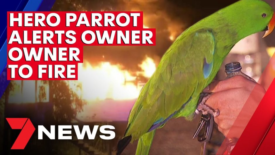 Hero parrot alerts owner to destructive housefire | 7NEWS