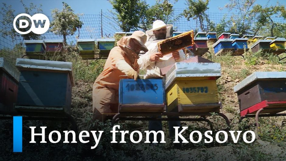 Kosovo: Organic honey from the mountains | Global Ideas
