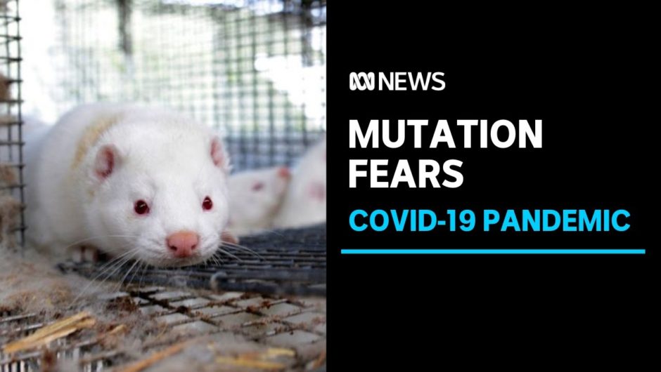 Denmark to cull 17 million mink over COVID-19 mutation fears | ABC News