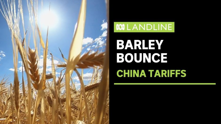 Barley growers here hit by an 80% imports tariff by China. What's been the impact? | Landline