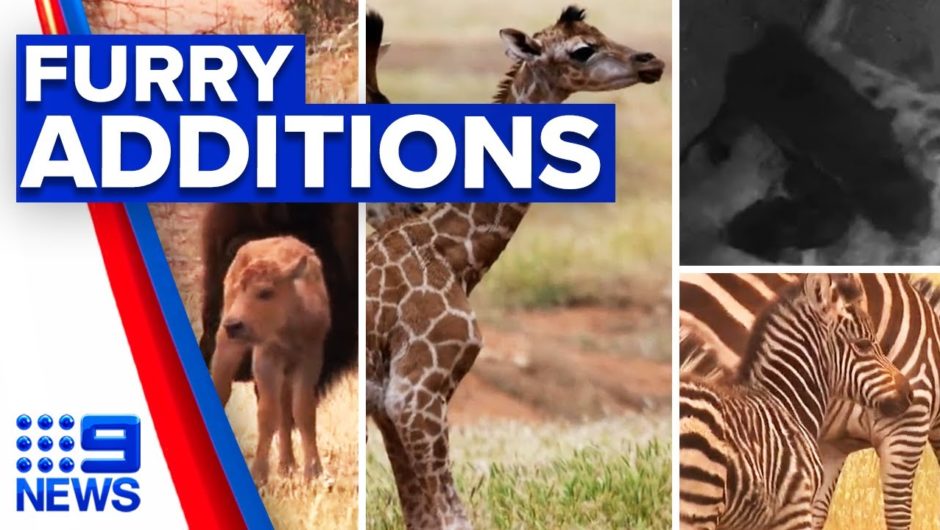 Flurry of new zoo baby arrivals | 9 News Australia