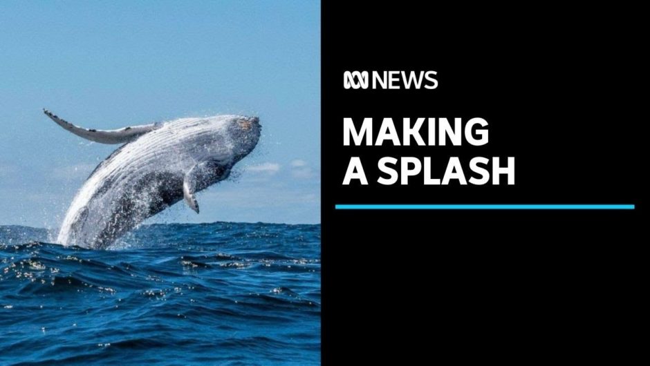 'Unprecedented' number of humpback whales spotted off Tasmania in bumper migration season | ABC News