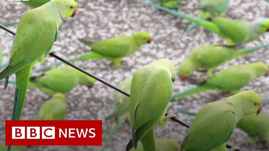 Why hundreds of parrots visit this same terrace every day – BBC News