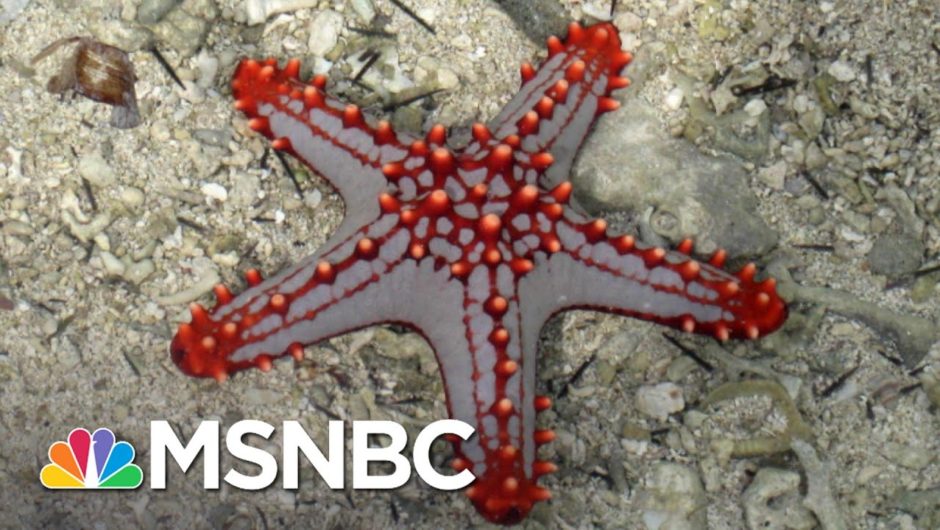 Does Democracy Grow Back Like The Limb Of A Starfish? | MSNBC