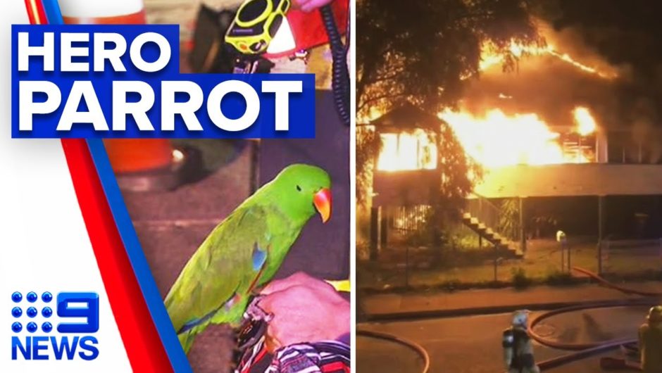 Pet parrot saves sleeping owner from burning home | 9 News Australia