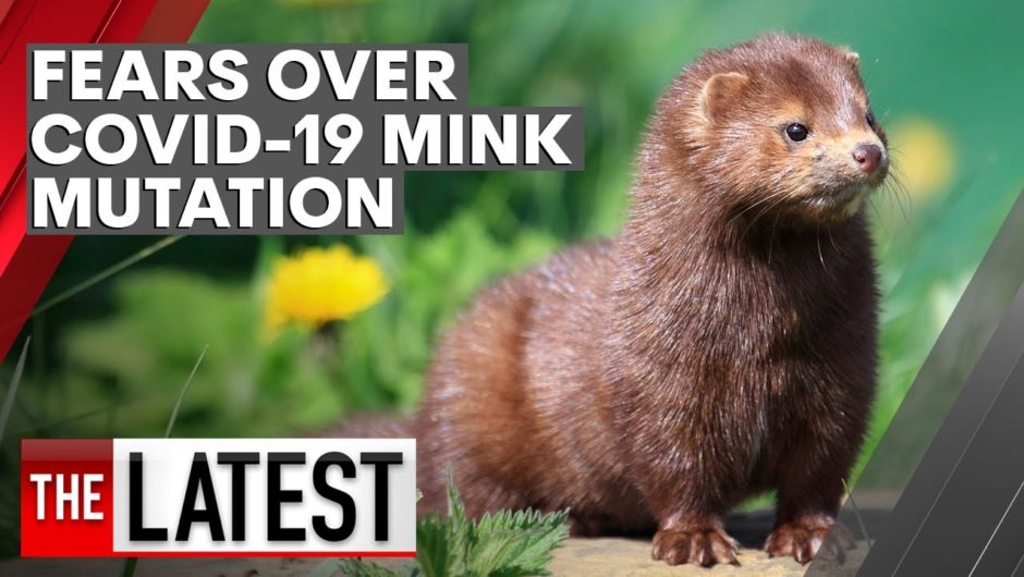 COVID-19: Fears over coronavirus mutation discovered in Minks in Denmark | 7NEWS