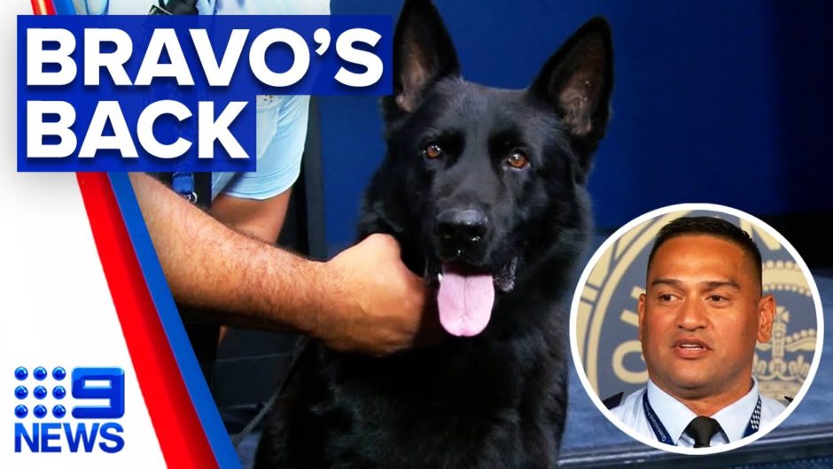 Missing police dog returns to work | 9 News Australia