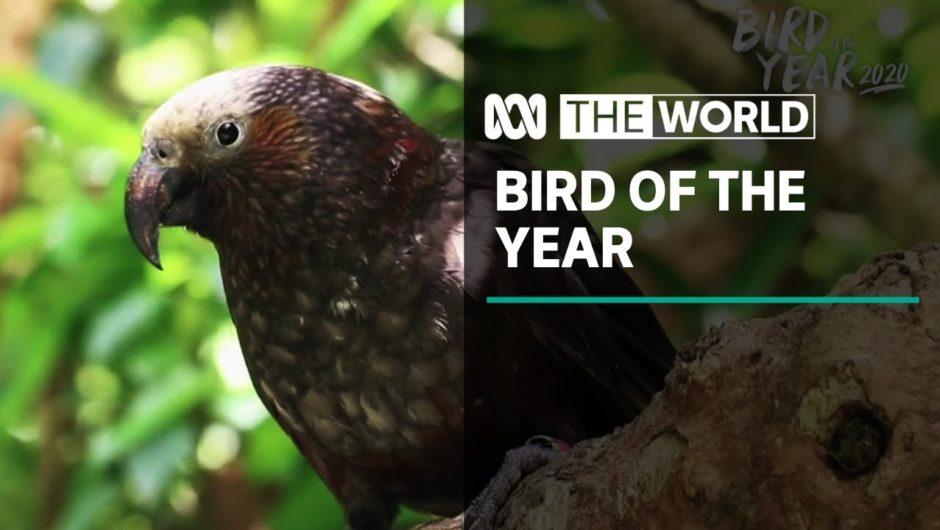 New Zealand’s Bird of the Year contest rocked by claims by voter fraud | The World