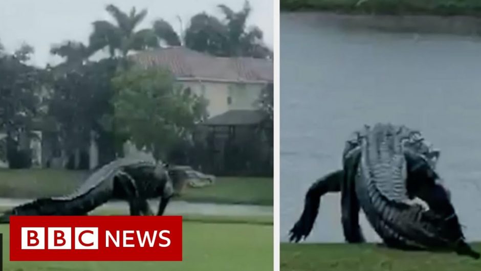 Is this giant alligator on a Florida golf course real? – BBC News