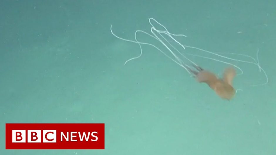 Bigfin squid spotted in Australia for first time – BBC News