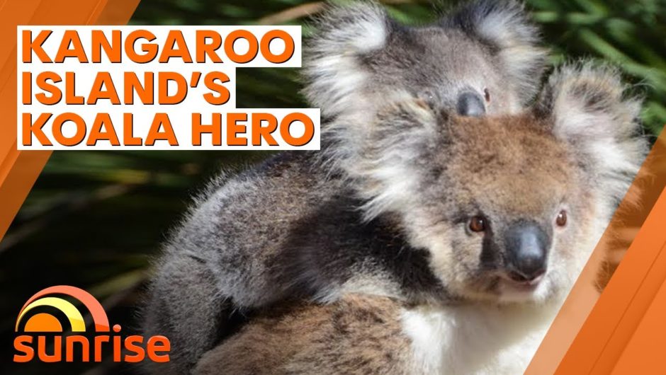 Kangaroo Island's koala hero Kai Wild | 7NEWS