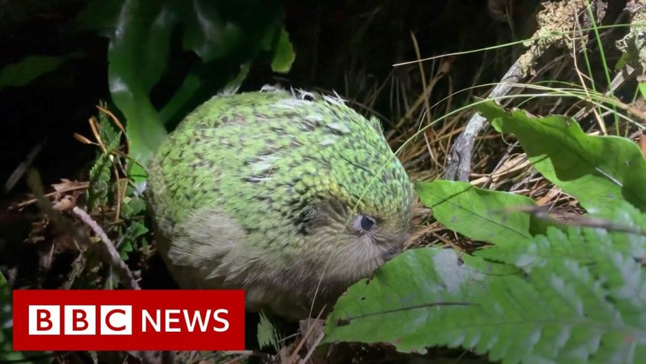 New Zealand crowns chubby parrot Bird of the Year – BBC News