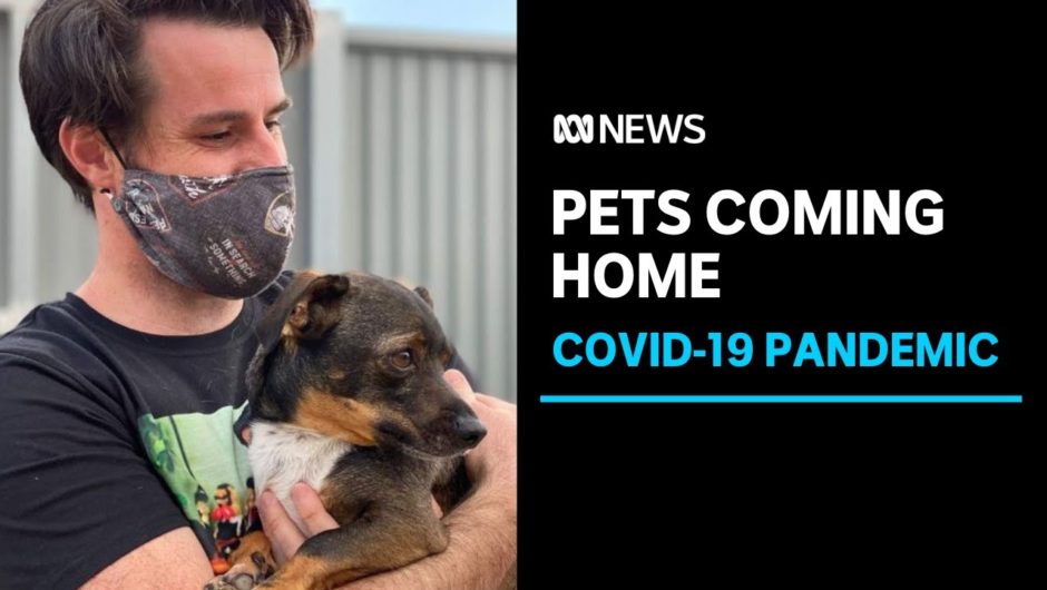 Pets stranded overseas due to COVID-19 reunited with their families in Australia | ABC News