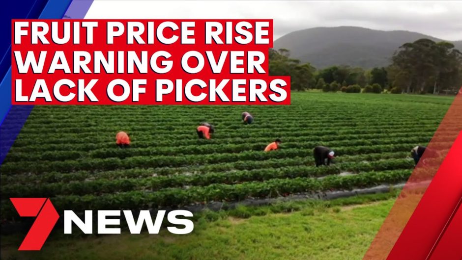Job alert: Victorian farmers desperate for fruit pickers | 7NEWS