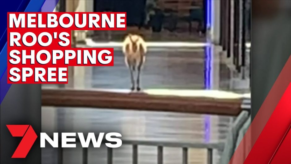 Surprise bargain hunter hops to it in a Melbourne shopping centre | 7NEWS