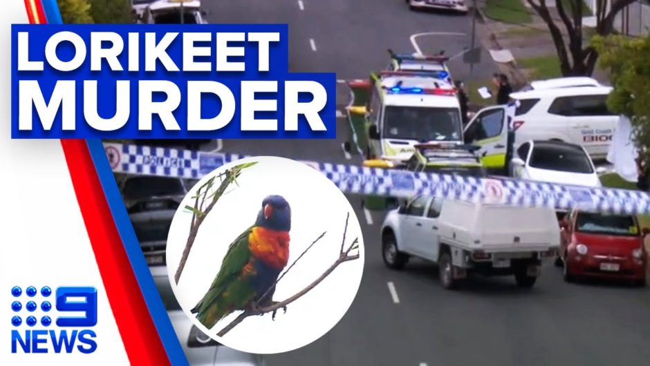 Man dead in driveway over bird dispute | 9 News Australia
