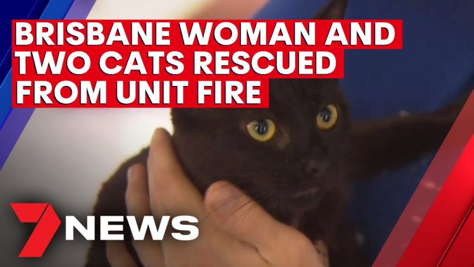 Brisbane woman and two cats rescued from unit fire | 7NEWS
