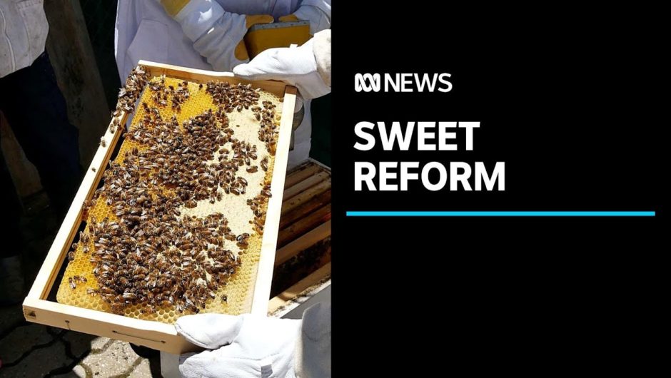 Beekeeping program giving young men in Victorian youth justice a second chance | ABC News