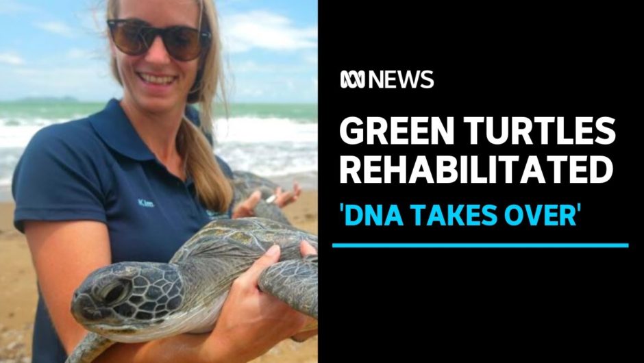 Green sea turtles released from Queensland rehabilitation centre | ABC News