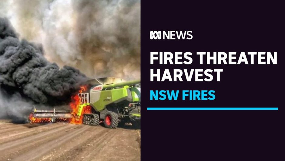 Race is on to harvest in regional NSW before fire destroys crops | ABC News